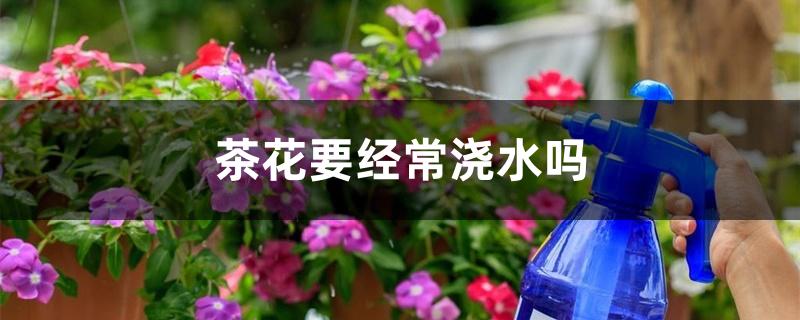 茶花要经常浇水吗 茶花要经常浇水吗