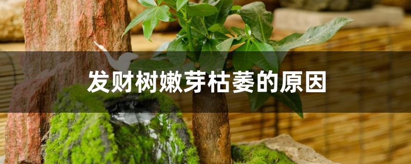 发财树嫩芽枯萎的原因 发财树嫩芽枯萎的原因