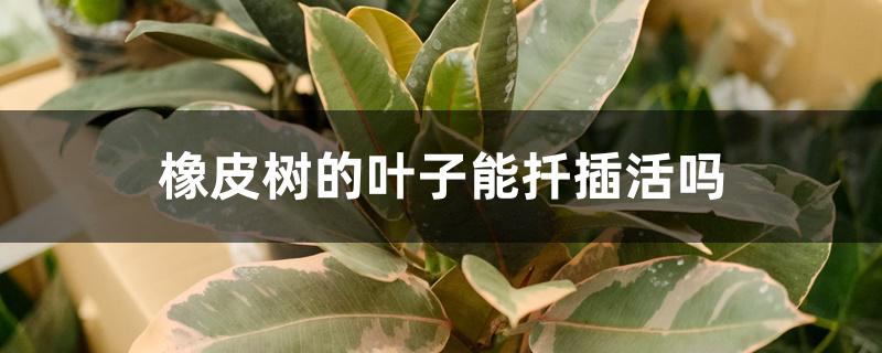橡皮树的叶子能扦插活吗 橡皮树的叶子能扦插活吗