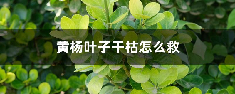 黄杨叶子干枯怎么救