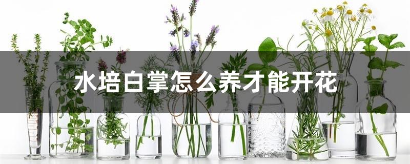 水培白掌怎么养才能开花 水培白掌怎么养才能开花