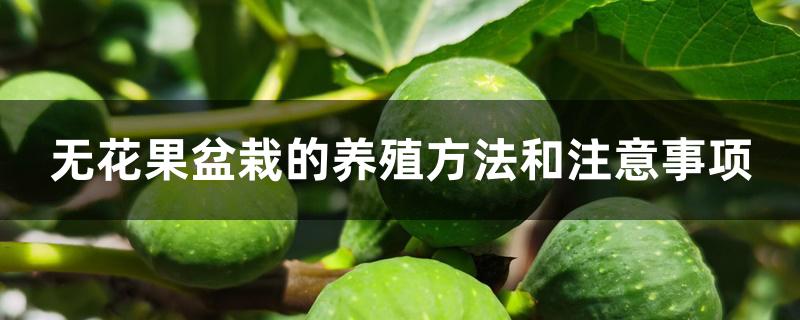 无花果盆栽的养殖方法和注意事项 无花果盆栽的养殖方法和注意事项