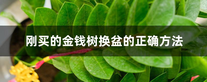 刚买的金钱树换盆的正确方法 刚买的金钱树换盆的正确方法