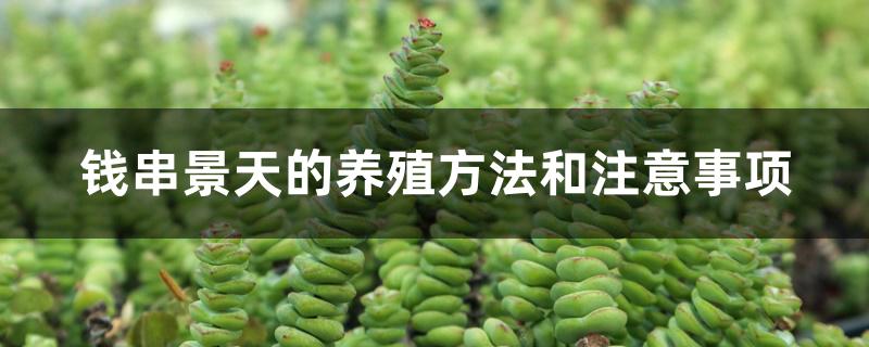 钱串景天的养殖方法和注意事项 钱串景天的养殖方法和注意事项