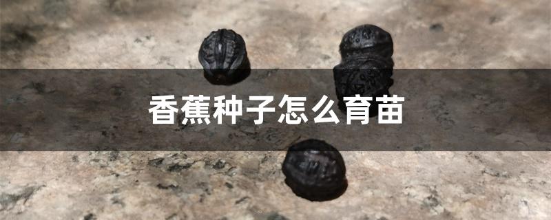 香蕉种子怎么育苗 香蕉种子怎么育苗