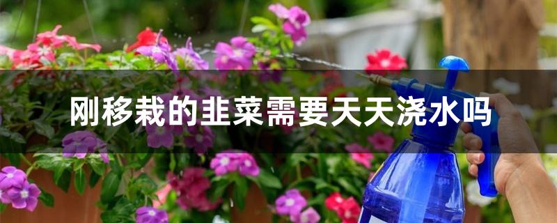 刚移栽的韭菜需要天天浇水吗