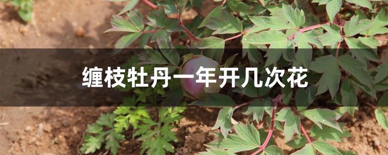 缠枝牡丹一年开几次花 缠枝牡丹一年开几次花