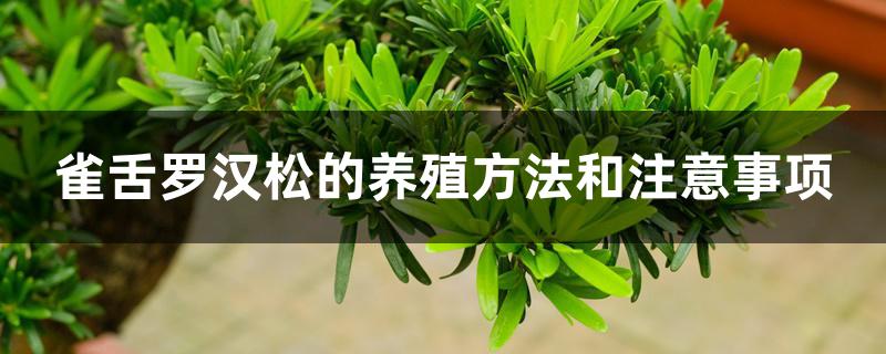 雀舌罗汉松的养殖方法和注意事项 雀舌罗汉松的养殖方法和注意事项
