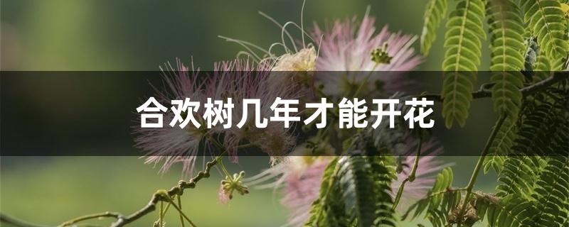 合欢树几年才能开花 合欢树几年才能开花