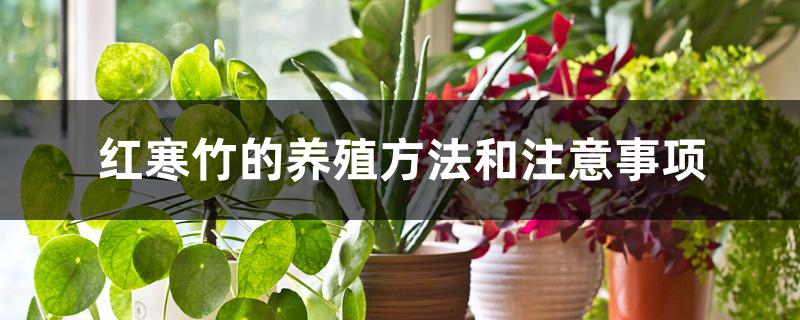 红寒竹的养殖方法和注意事项 红寒竹的养殖方法和注意事项