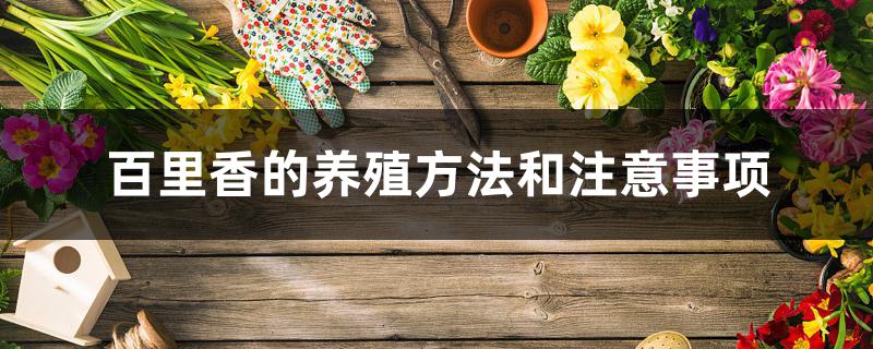 百里香的养殖方法和注意事项 百里香的养殖方法和注意事项