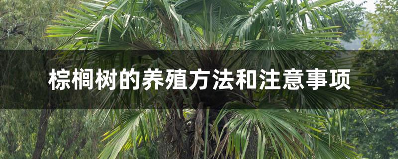 棕榈树的养殖方法和注意事项 棕榈树的养殖方法和注意事项