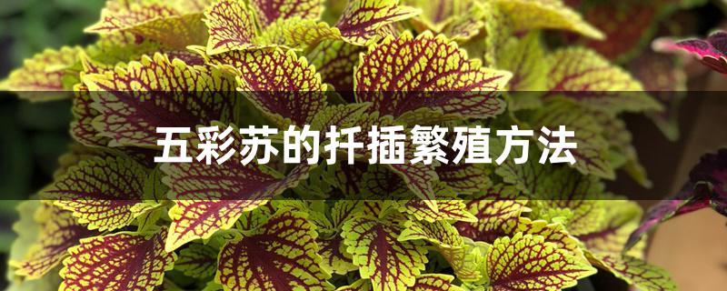 五彩苏的扦插繁殖方法 五彩苏的扦插繁殖方法