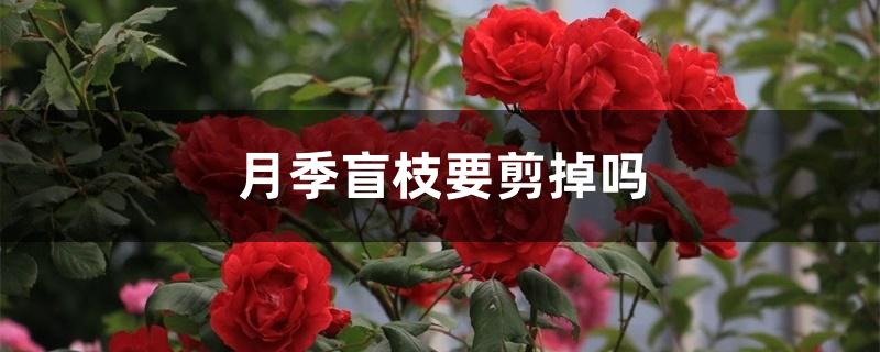 月季盲枝要剪掉吗 月季盲枝要剪掉吗