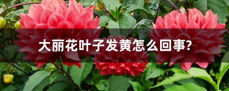 大丽花叶子发黄怎么回事? 大丽花叶子发黄怎么回事?
