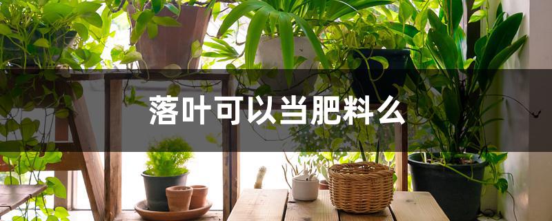 落叶可以当肥料么 落叶可以当肥料么