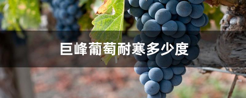 巨峰葡萄耐寒多少度 巨峰葡萄耐寒多少度