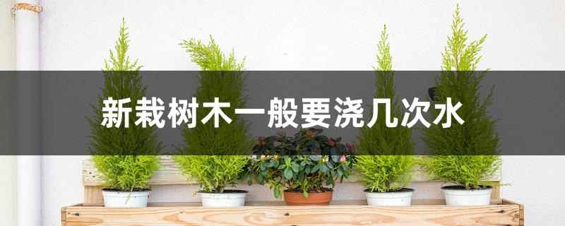新栽树木一般要浇几次水 新栽树木一般要浇几次水