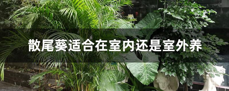 散尾葵适合在室内还是室外养 散尾葵适合在室内还是室外养