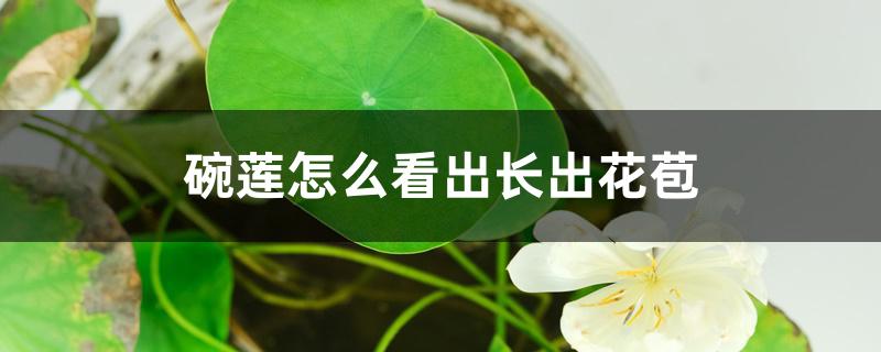碗莲怎么看出长出花苞 碗莲怎么看出长出花苞