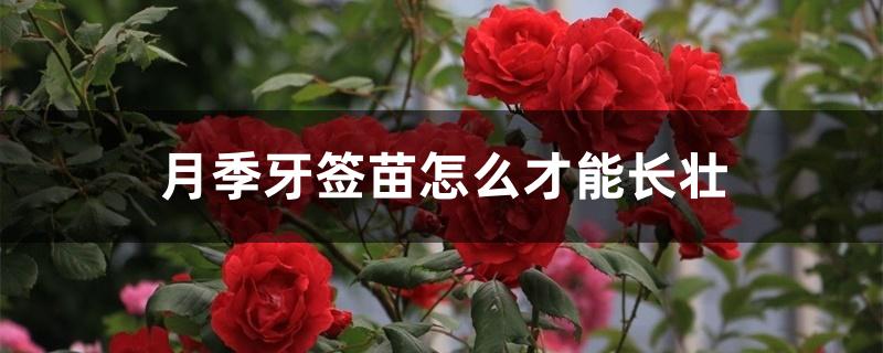月季牙签苗怎么才能长壮 月季牙签苗怎么才能长壮