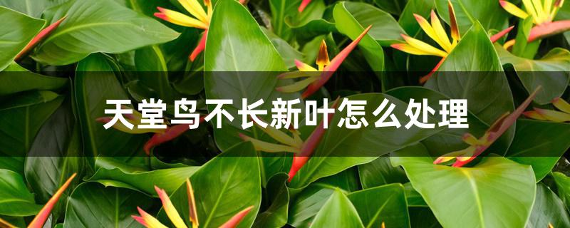 天堂鸟不长新叶怎么处理 天堂鸟不长新叶怎么处理