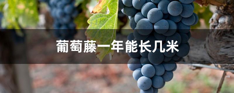 葡萄藤一年能长几米