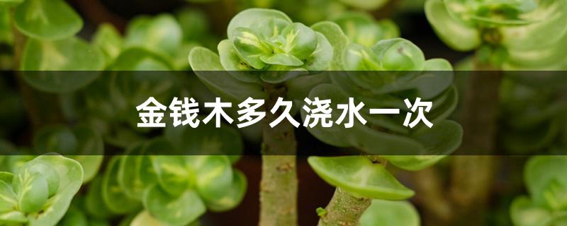 金钱木多久浇水一次 金钱木多久浇水一次