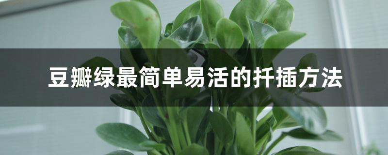 豆瓣绿最简单易活的扦插方法 豆瓣绿最简单易活的扦插方法