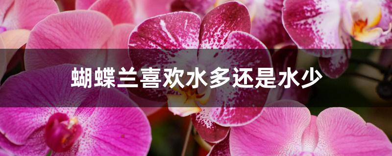 蝴蝶兰喜欢水多还是水少 蝴蝶兰喜欢水多还是水少