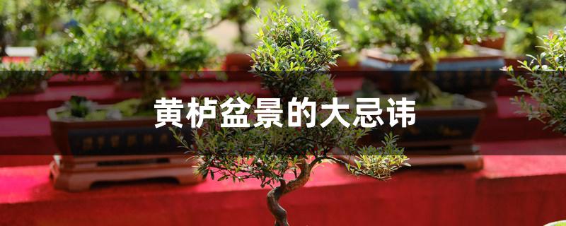 黄栌盆景的大忌讳 黄栌盆景的大忌讳