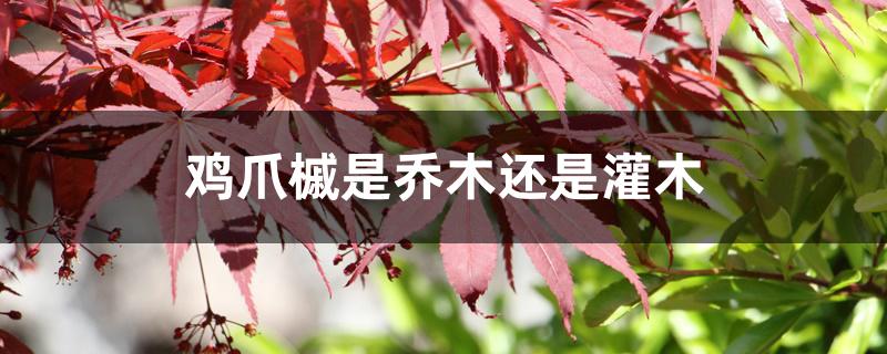 鸡爪槭是乔木还是灌木 鸡爪槭是乔木还是灌木