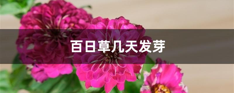 百日草几天发芽 百日草几天发芽