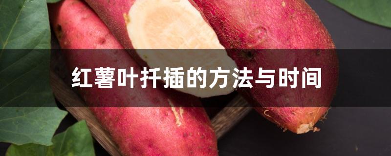 红薯叶扦插的方法与时间