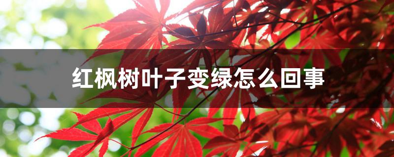 红枫树叶子变绿怎么回事 红枫树叶子变绿怎么回事