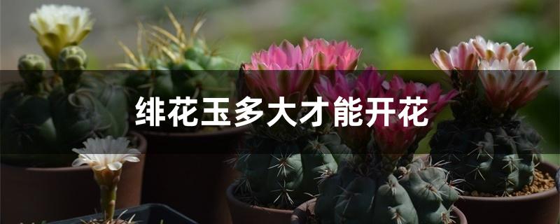 绯花玉多大才能开花 绯花玉多大才能开花