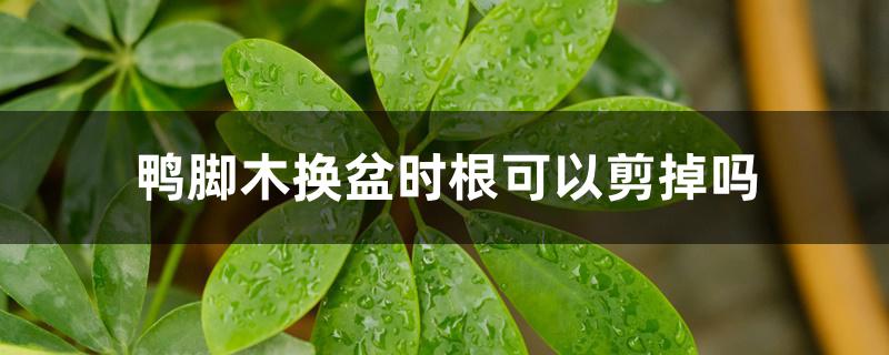 鸭脚木换盆时根可以剪掉吗 鸭脚木换盆时根可以剪掉吗