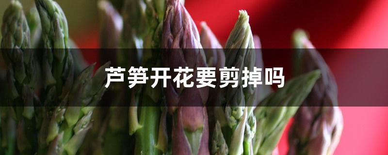 芦笋开花要剪掉吗 芦笋开花要剪掉吗