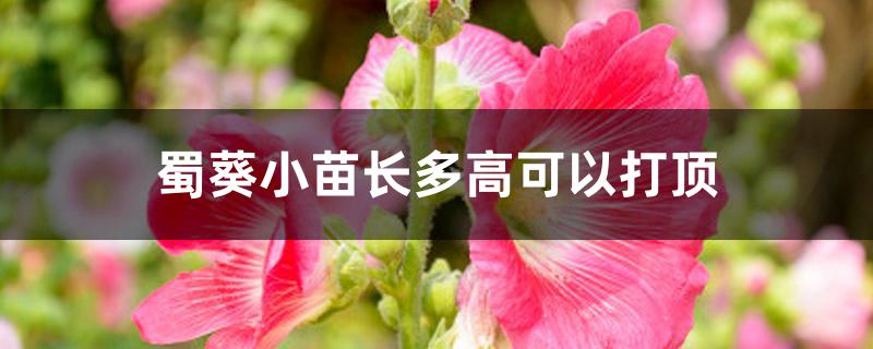 蜀葵小苗长多高可以打顶 蜀葵小苗长多高可以打顶