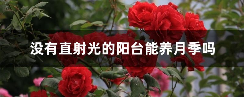 没有直射光的阳台能养月季吗 没有直射光的阳台能养月季吗