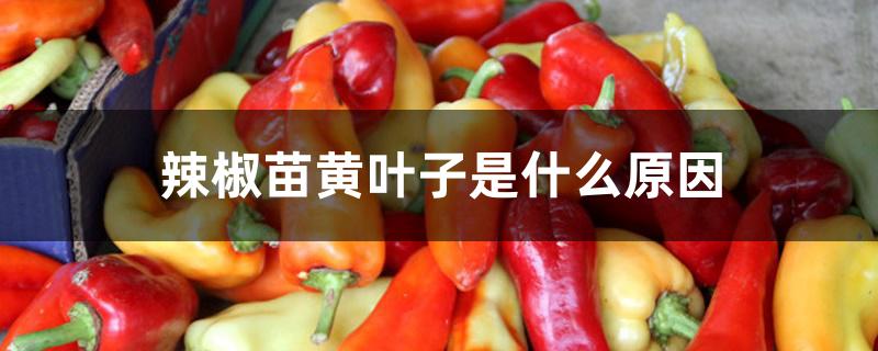 辣椒苗黄叶子是什么原因 辣椒苗黄叶子是什么原因