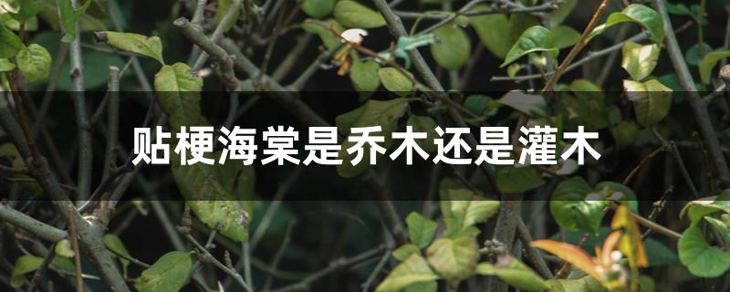 贴梗海棠是乔木还是灌木 贴梗海棠是乔木还是灌木