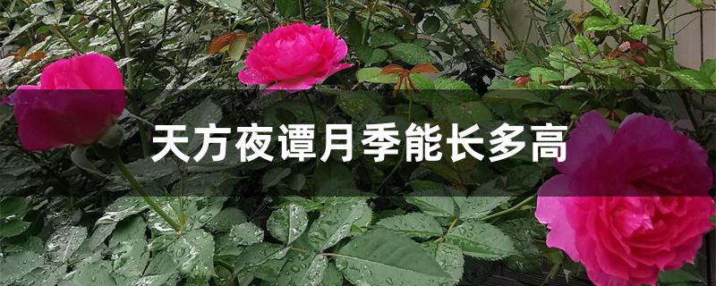 天方夜谭月季能长多高 天方夜谭月季能长多高