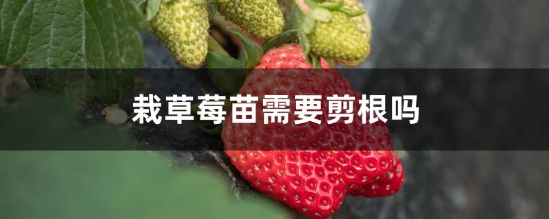栽草莓苗需要剪根吗 栽草莓苗需要剪根吗