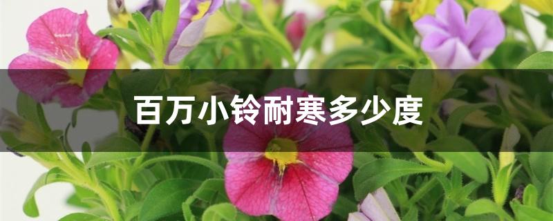 百万小铃耐寒多少度 百万小铃耐寒多少度