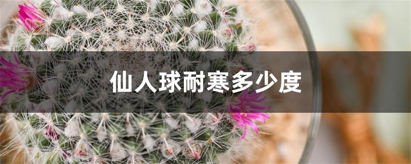 仙人球耐寒多少度 仙人球耐寒多少度