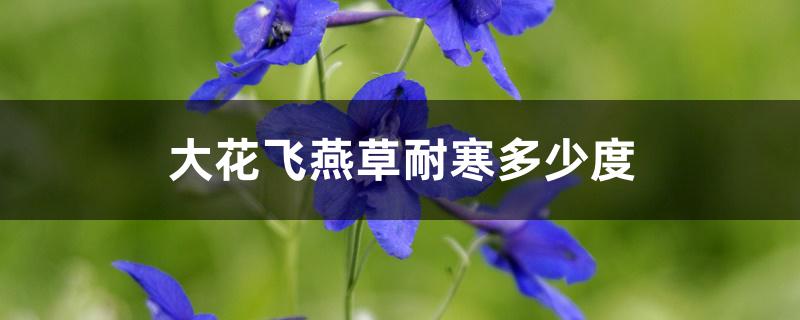 大花飞燕草耐寒多少度 大花飞燕草耐寒多少度