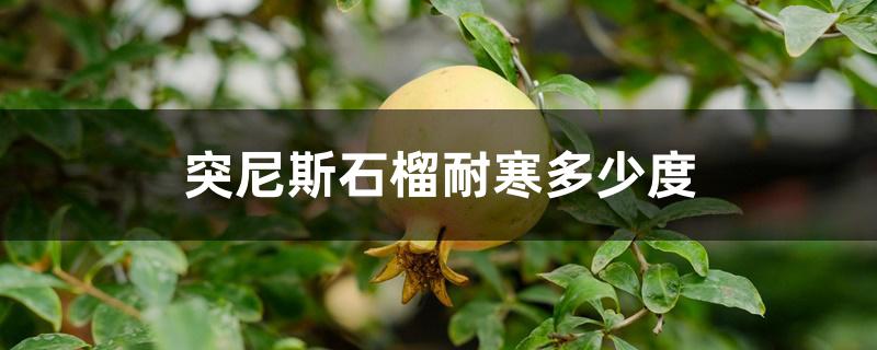 突尼斯石榴耐寒多少度 突尼斯石榴耐寒多少度