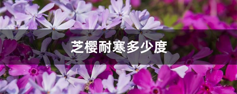 芝樱耐寒多少度 芝樱耐寒多少度