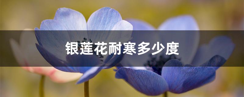 银莲花耐寒多少度 银莲花耐寒多少度